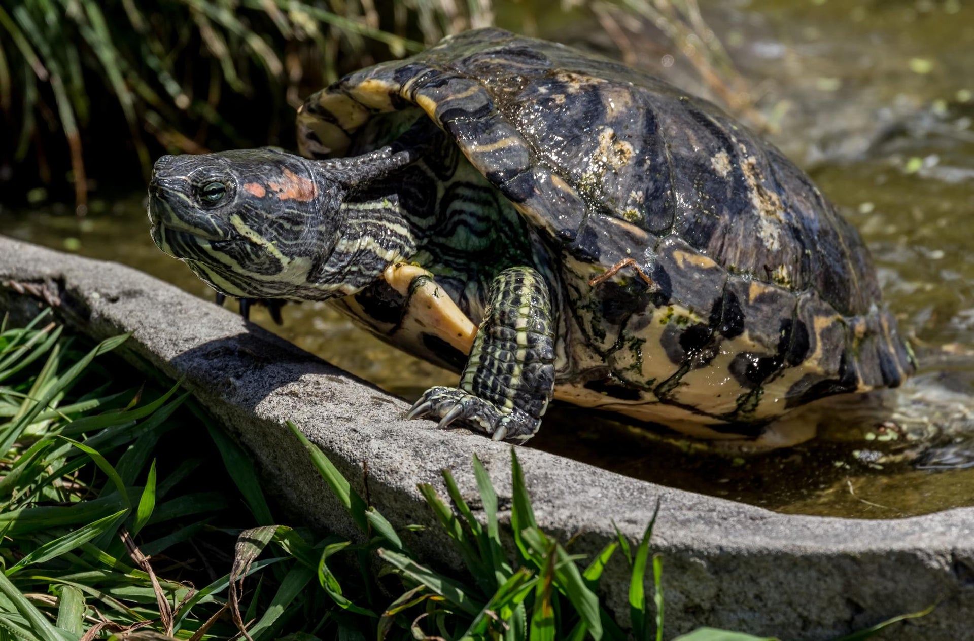 Red-Eared Terrapin and Reeves Turtles Red-Eared Terrapin and Reeves Turtles