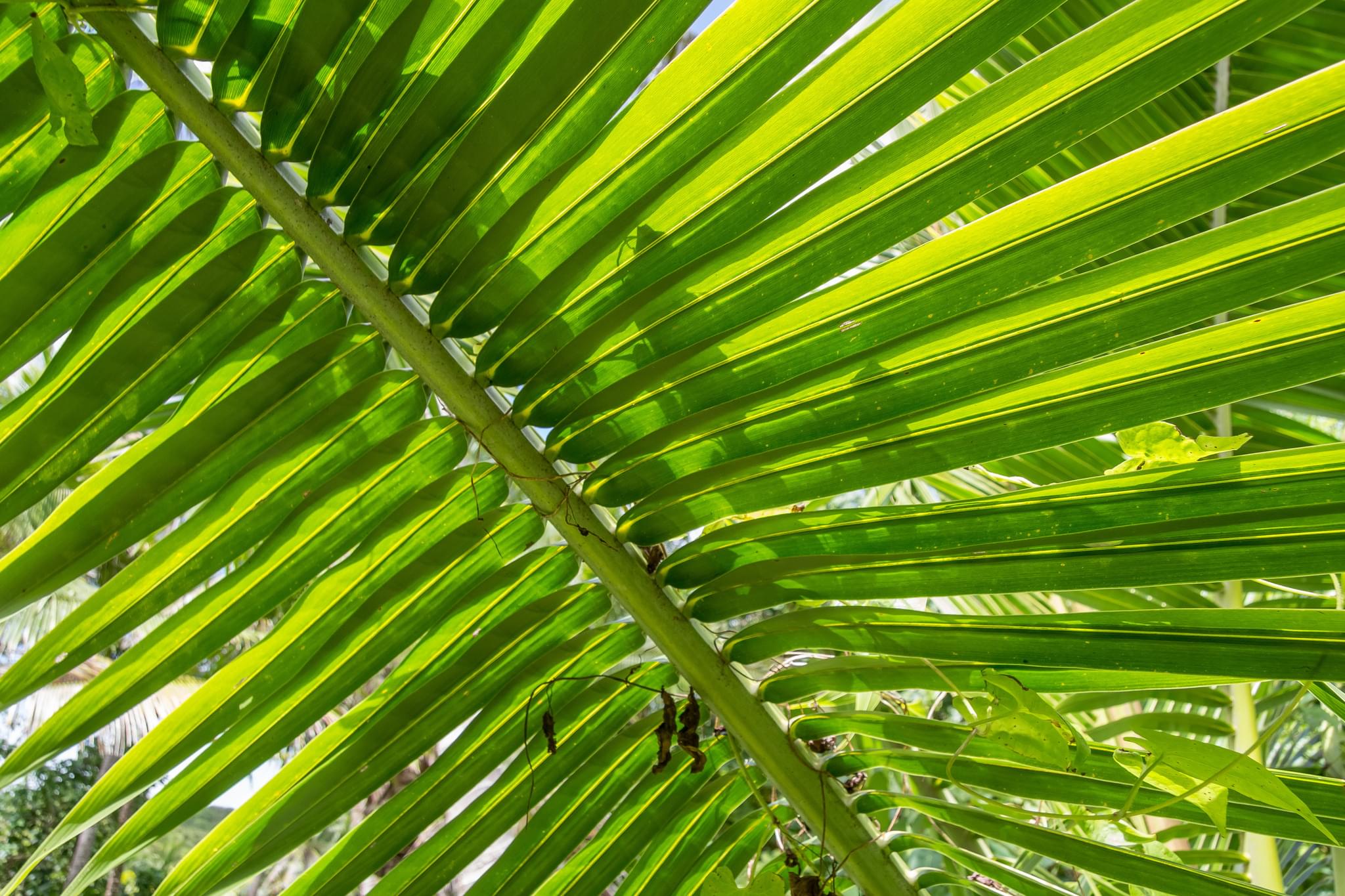 coconut palm tree leaves 156 photos of Coconut Palm Tree – Fotoref