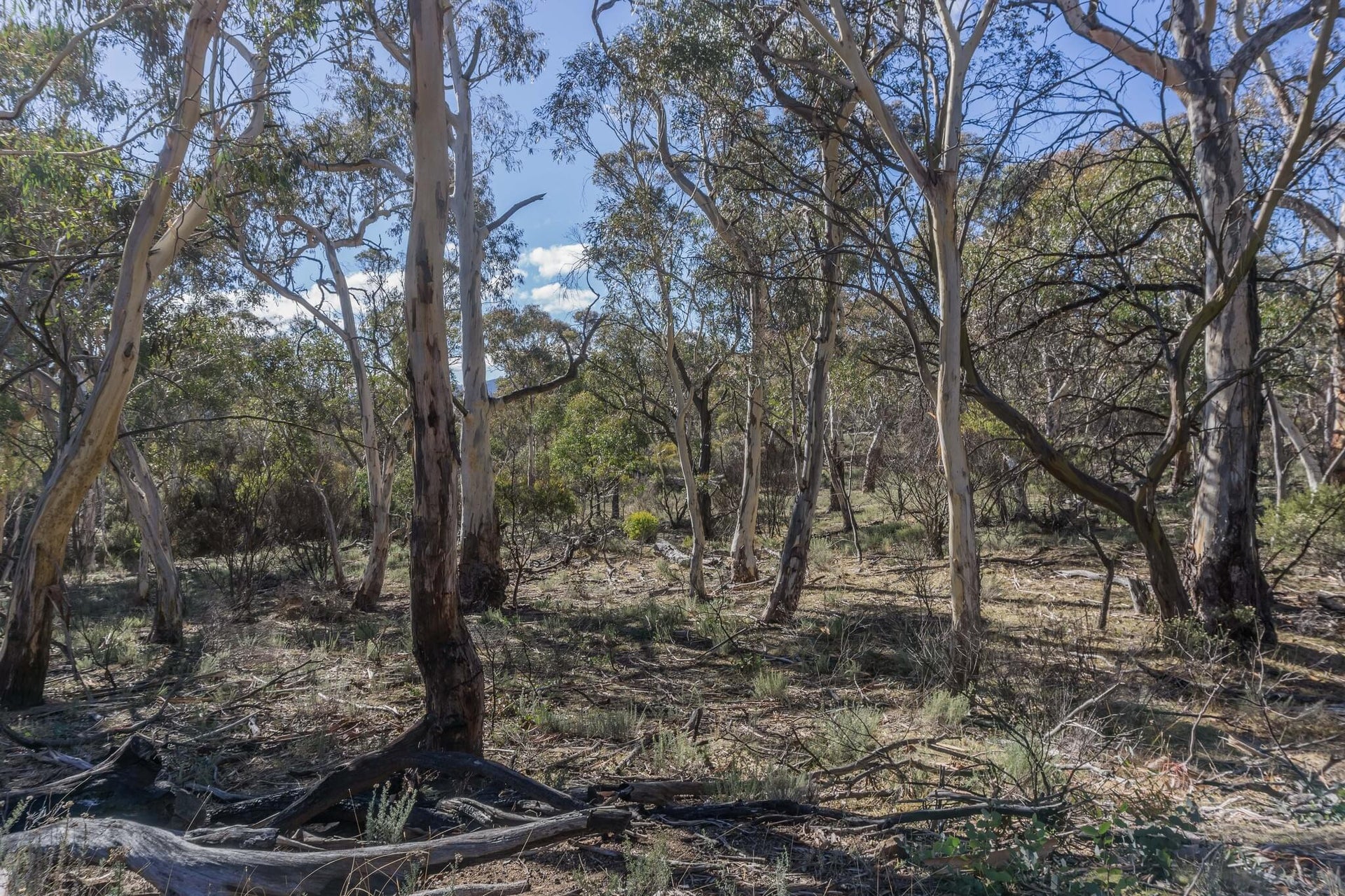 Eucalyptus Forest
