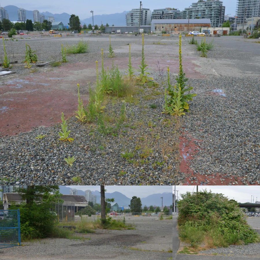 Urban Wasteland