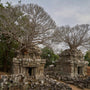 Overgrown Towers Cambodian Temple