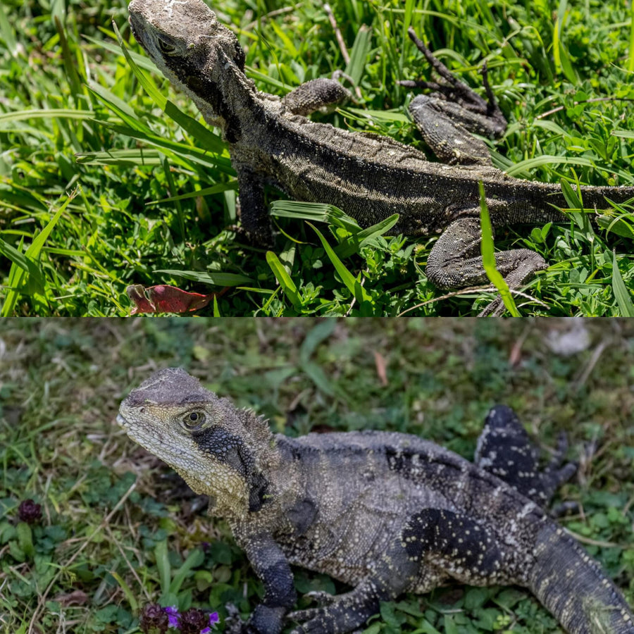 Eastern Water Dragon