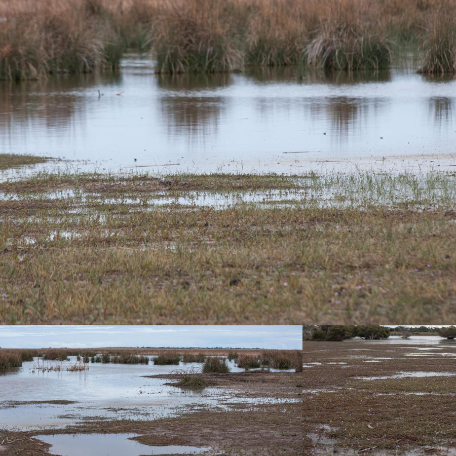 Wetlands