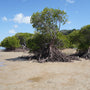 Island Coast Mangrove Forest