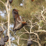 Flying Foxes