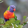 Rainbow Lorikeets Parrot