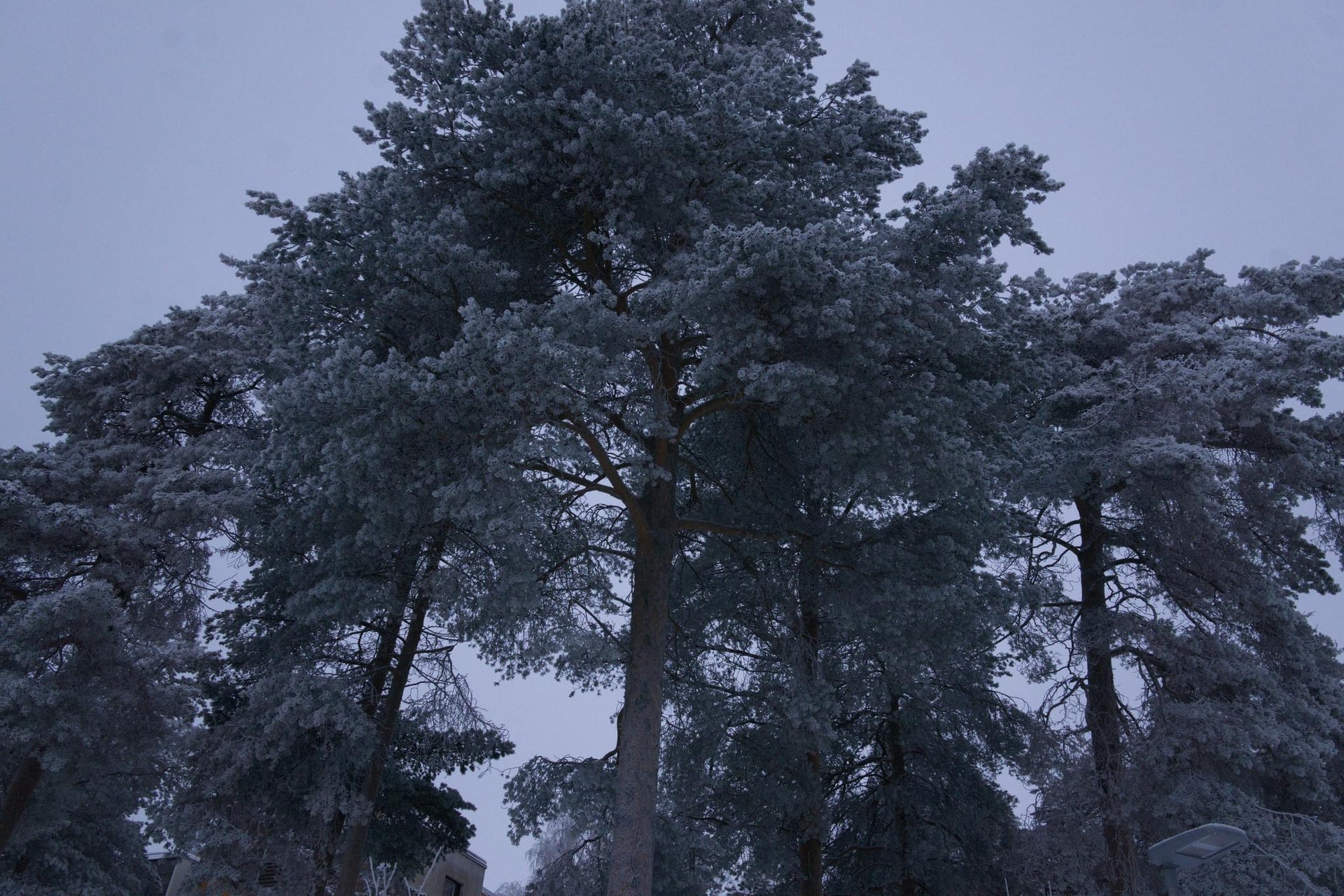 Frosty Trees