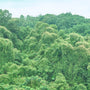 Taiwanese Tropical Hill Greenery