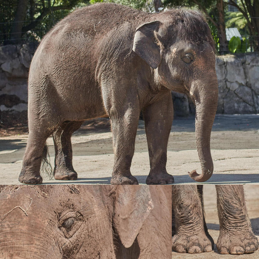 Indian Elephants