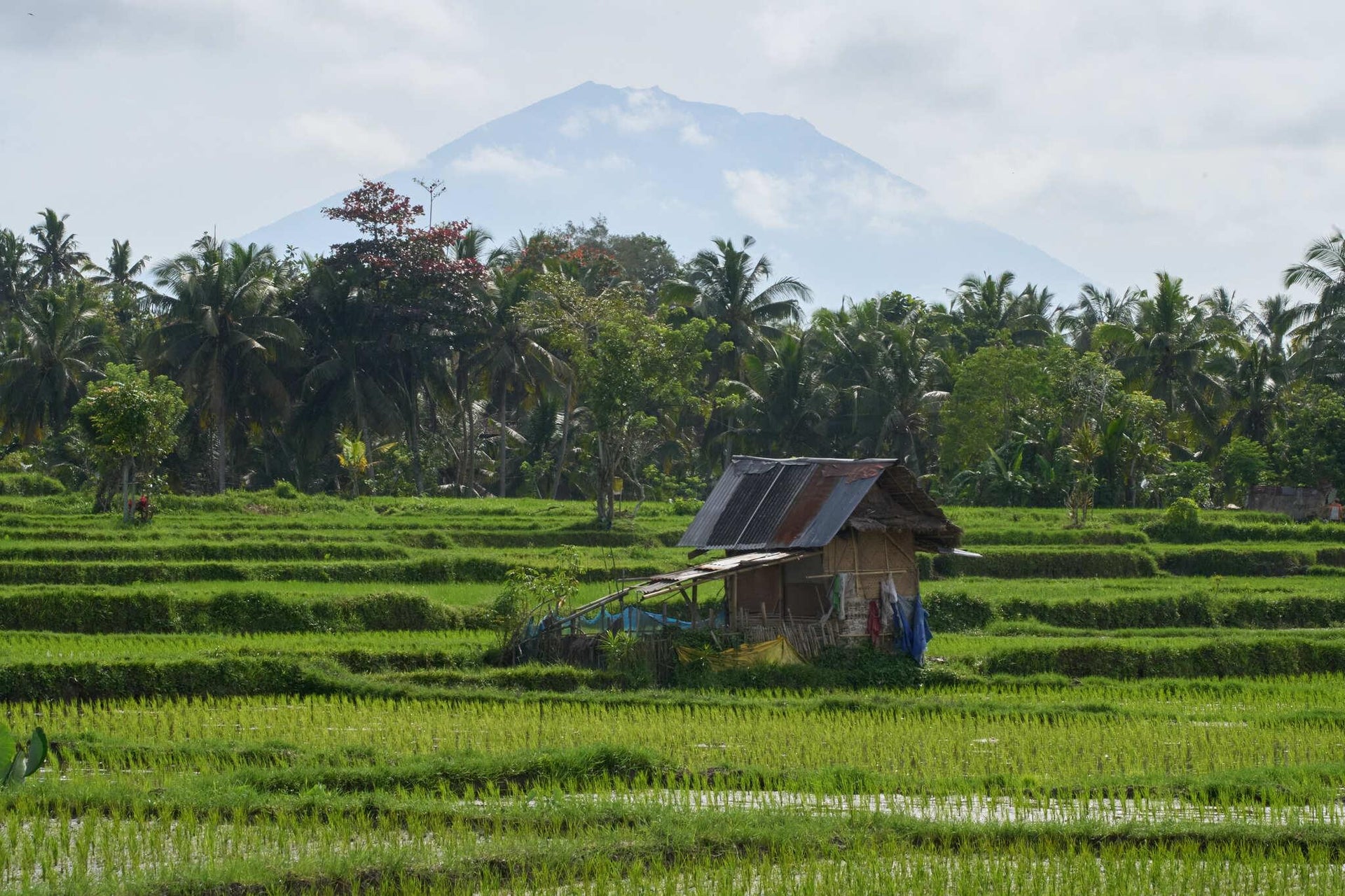 Bali Rice Paddies