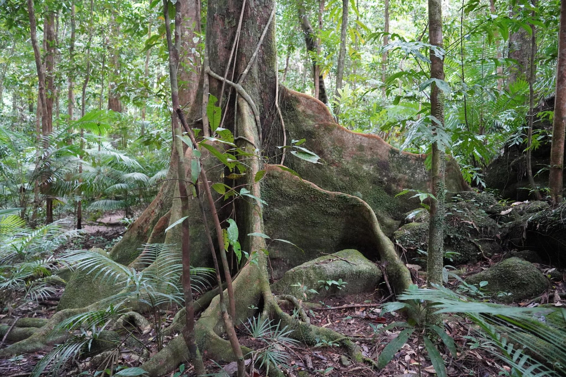 Large Tropical Trees Forest