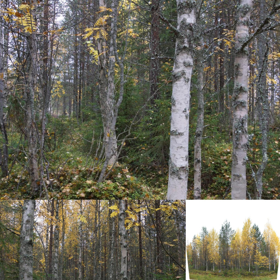 Golden Silver Birches