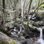 Splitted Rocky Small Waterfall