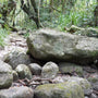 Root Entangled Dry Creek