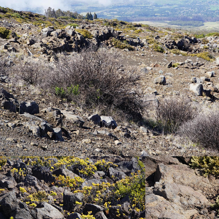Volcanic Rubble Rocks