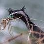 Spotted Shags Cliff Colony