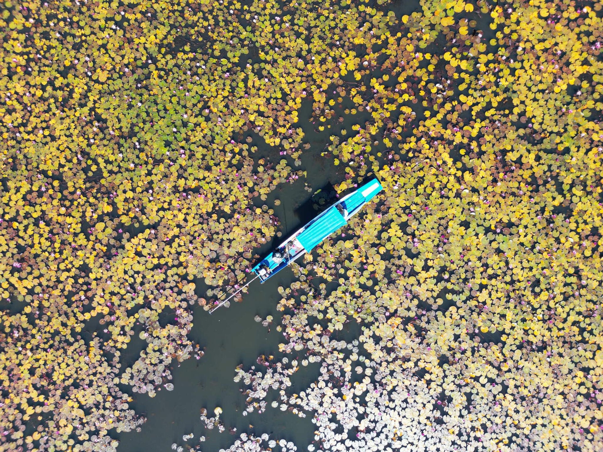 Pink Lotus Lake Aerial