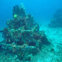 Coral Pyramid Structures
