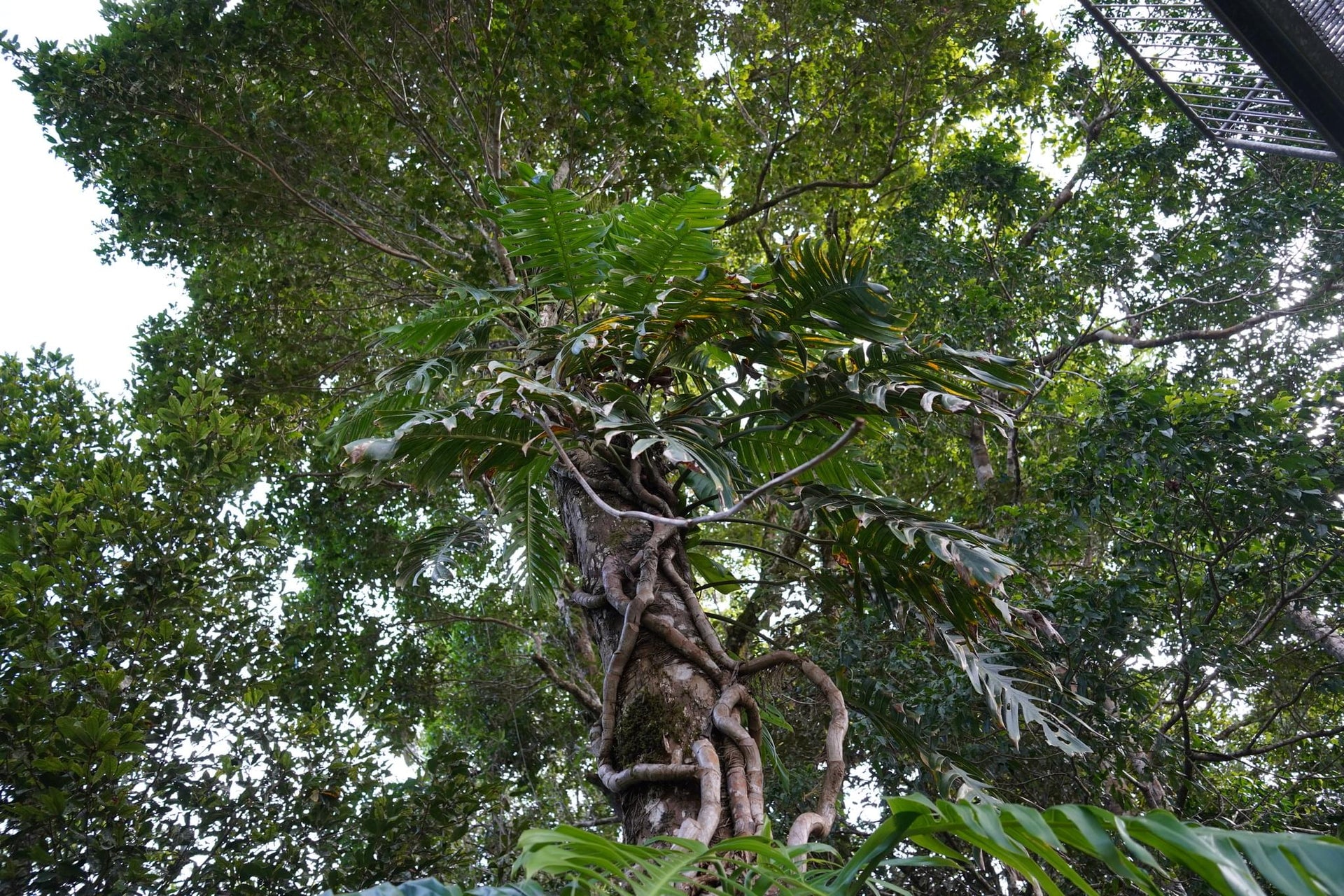 Tropical Forest Skywalk View