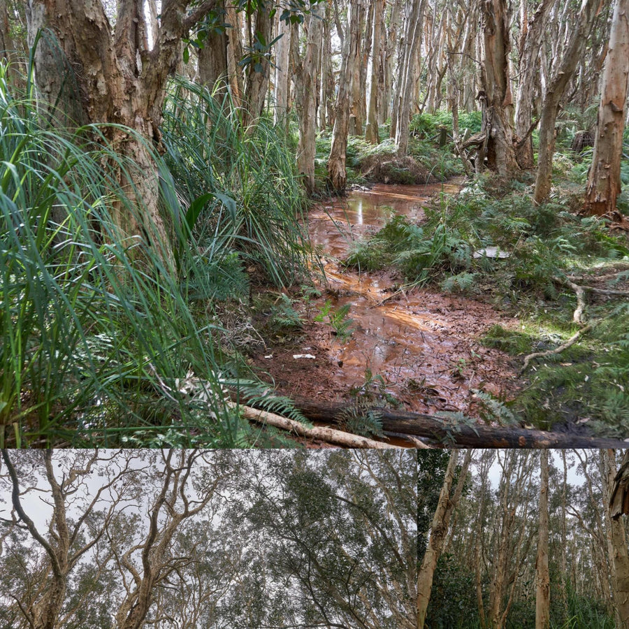 Dense Swamp