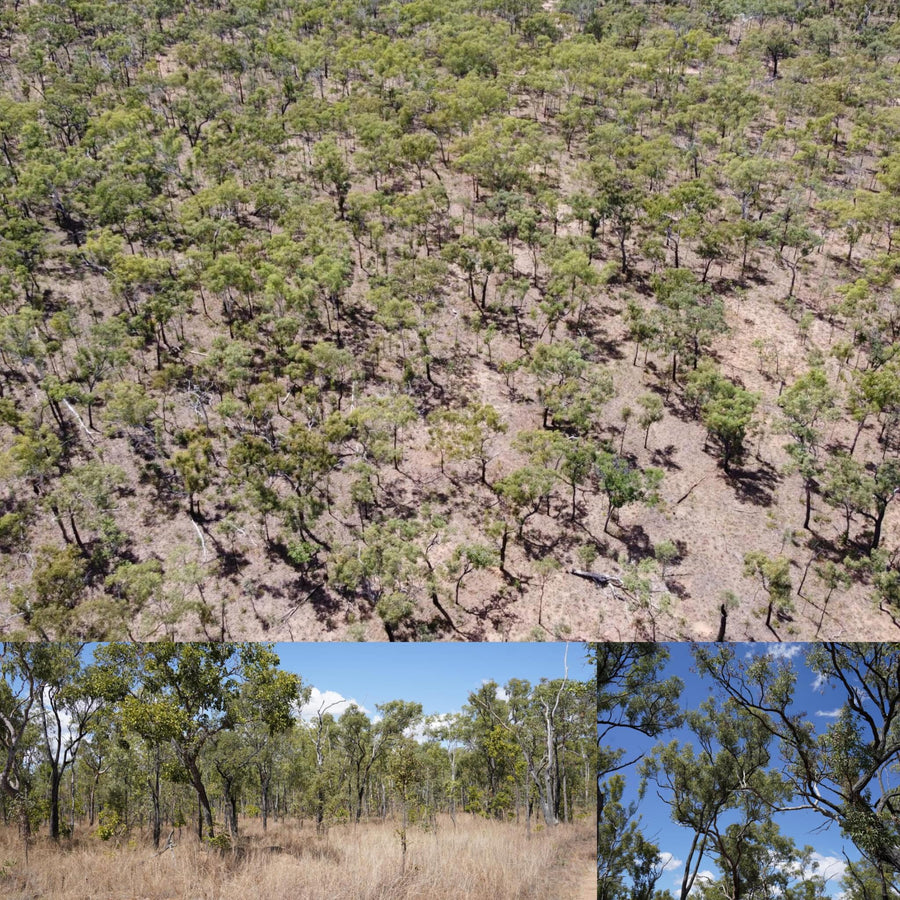 Australian Bush Savannah