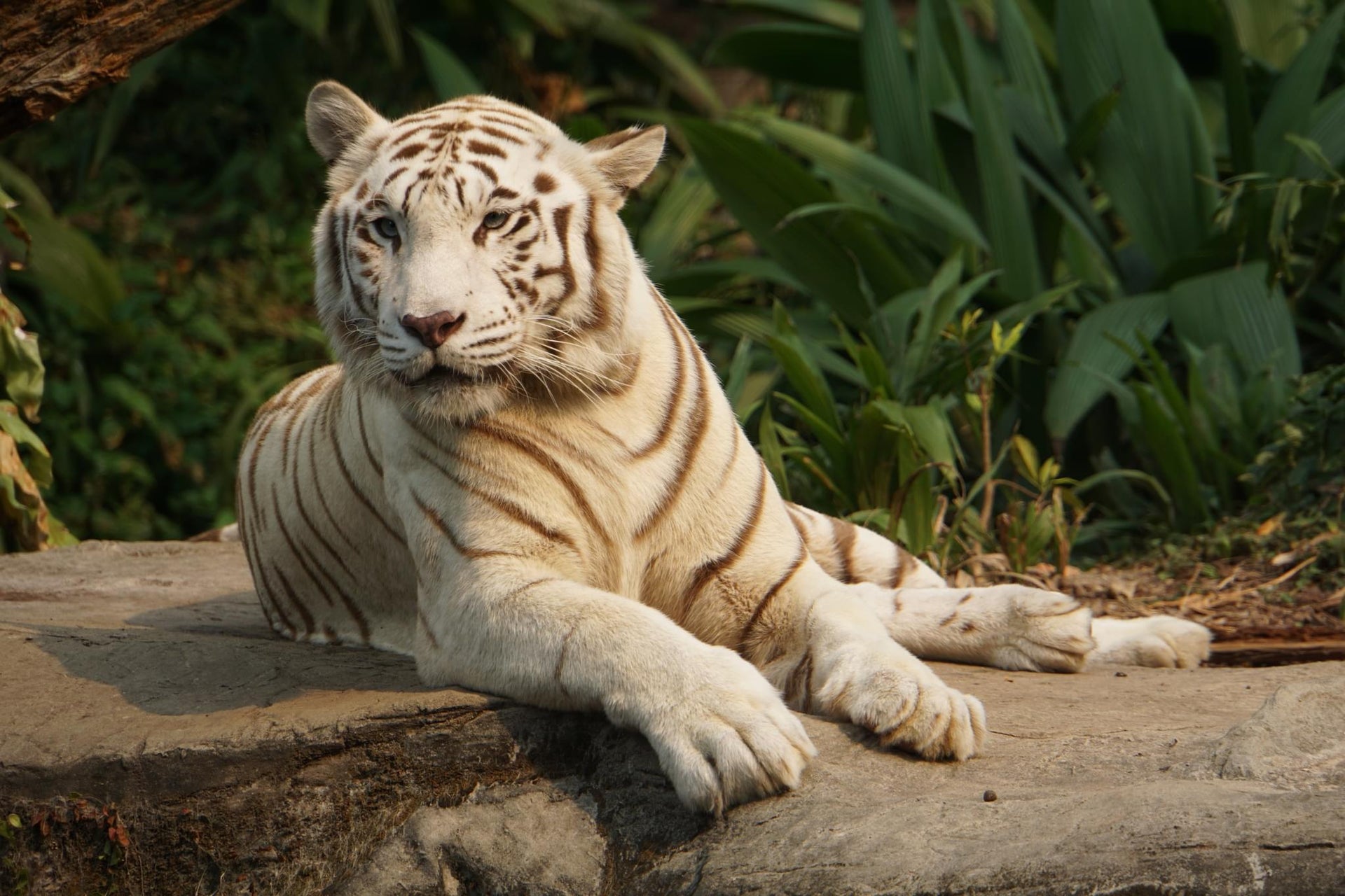 White Tiger