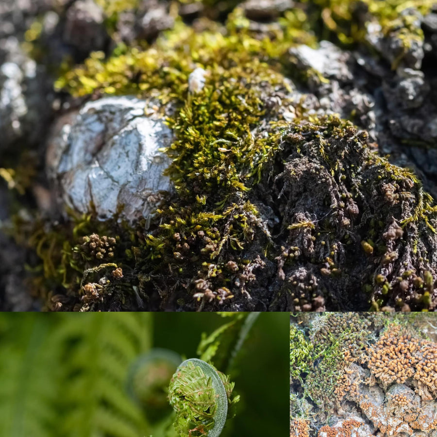 Forest Macro Details
