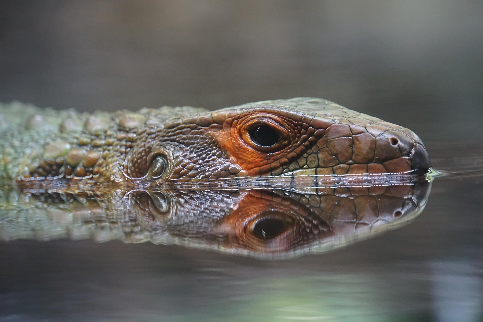 Northern Caiman Lizard