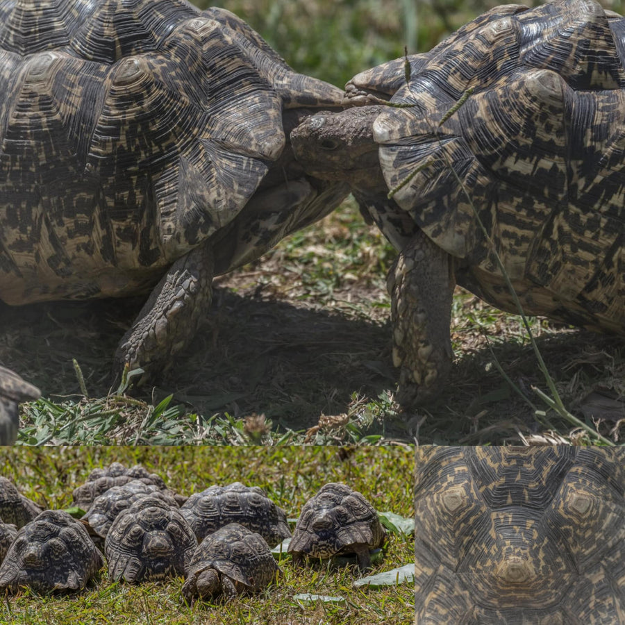 Leopard Tortoise