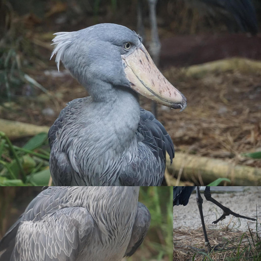Shoebill