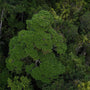 Ancient Australian Rainforest Aerial View