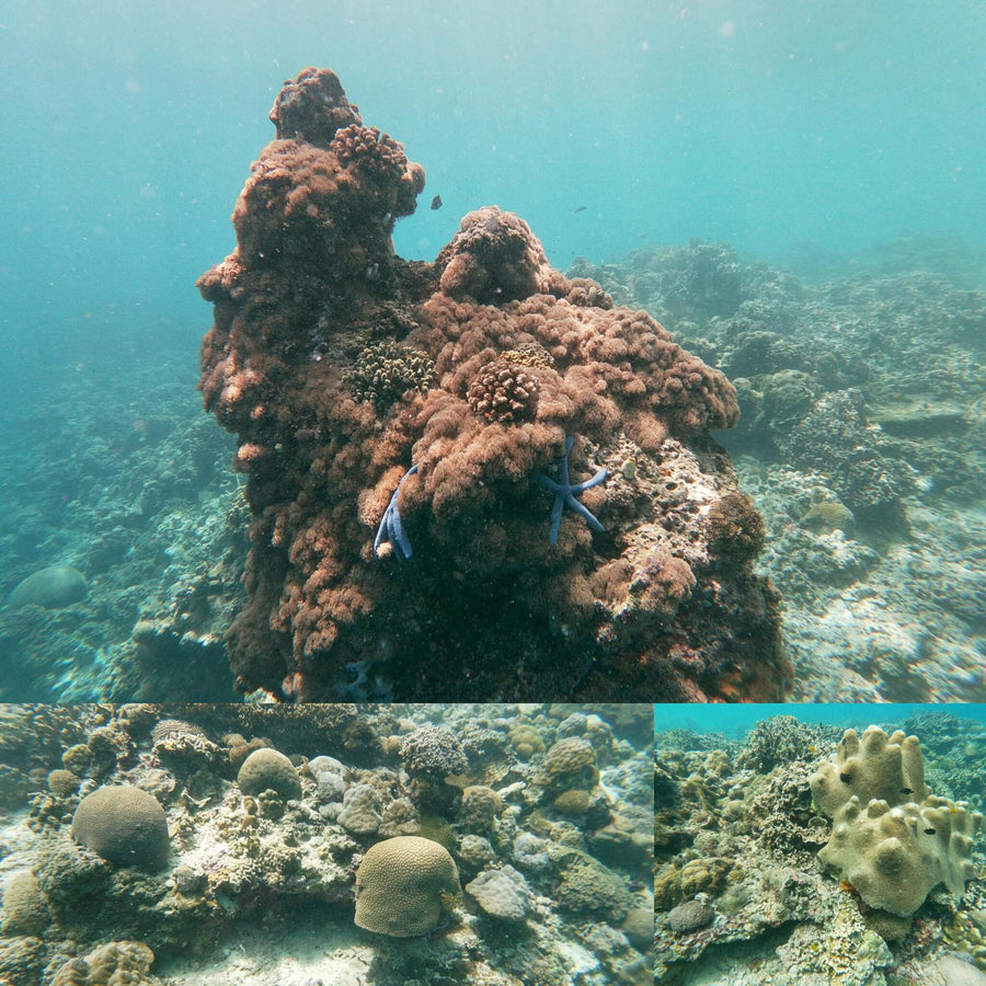 Bulgy Small Corals