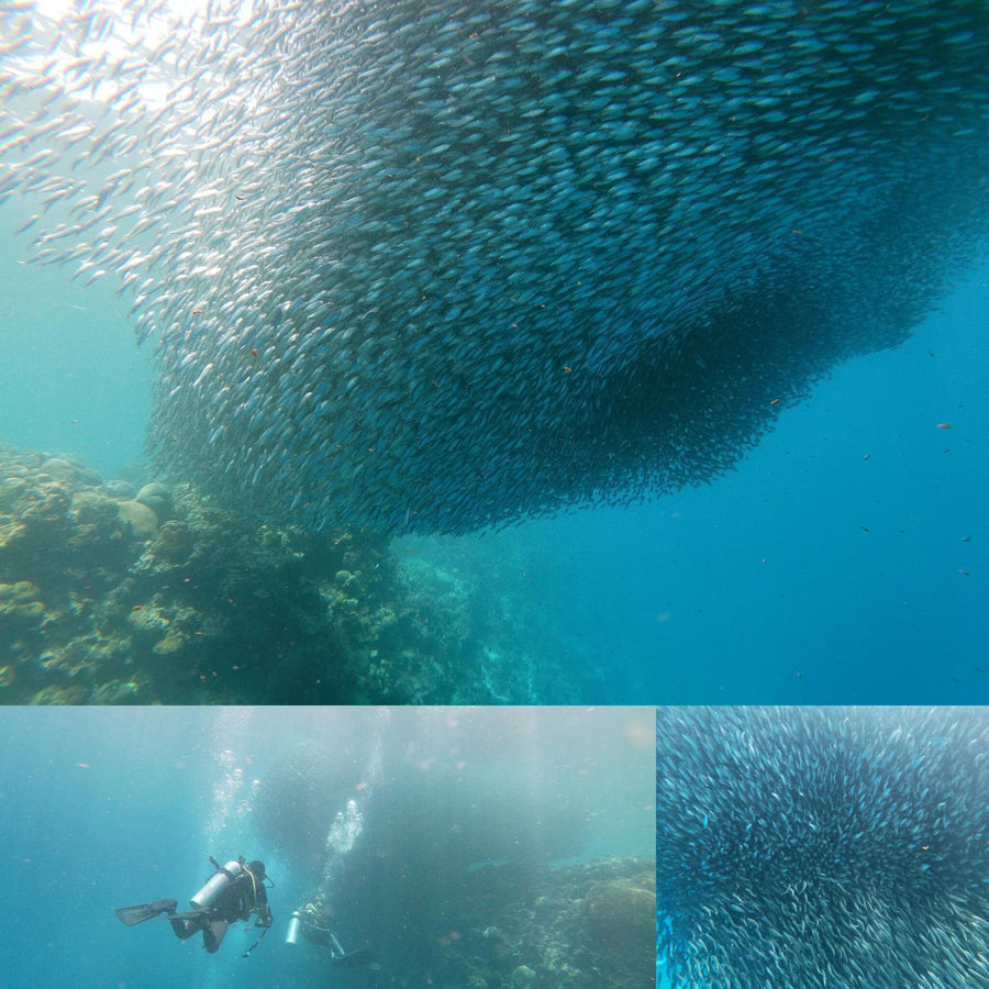 Sardines Fish Clouds