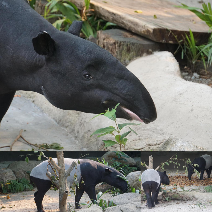 Malayan Tapir