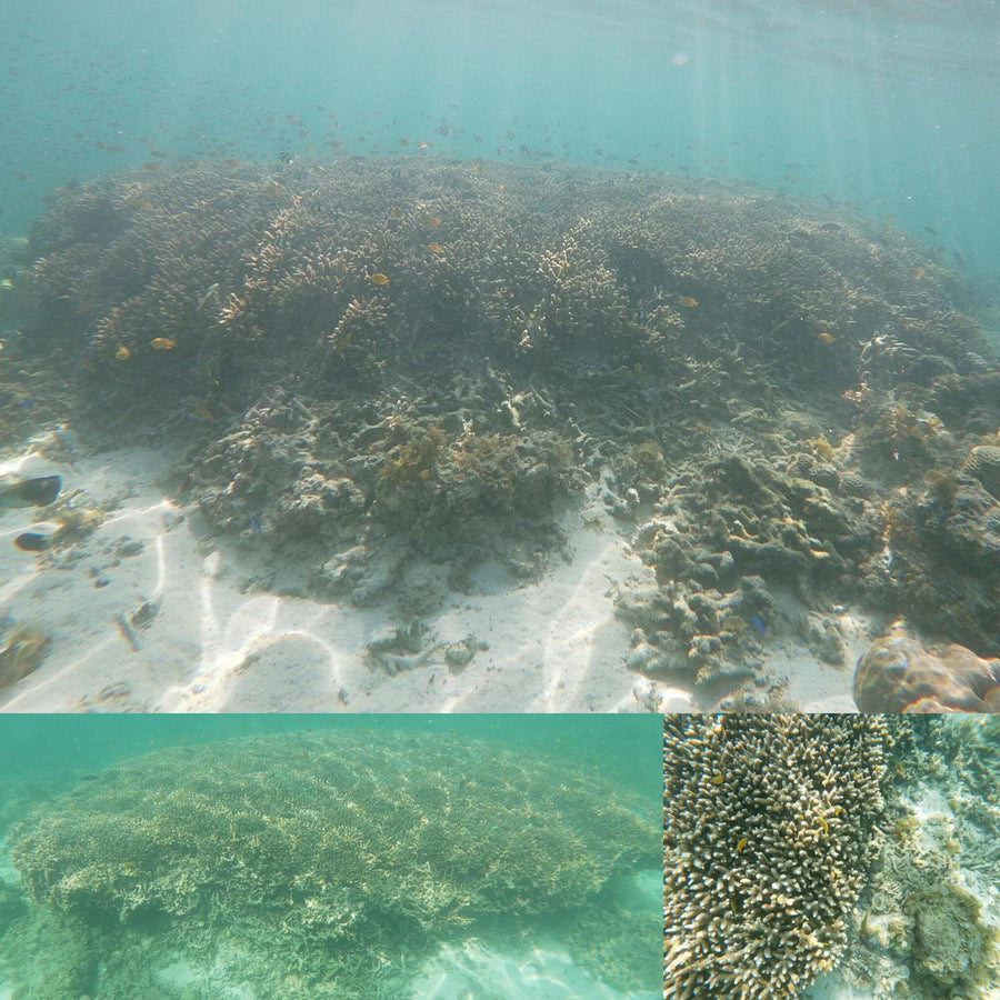 Small Coral Forest