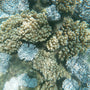 Island Coral Reef Strong Caustics