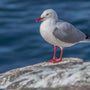 Seagulls