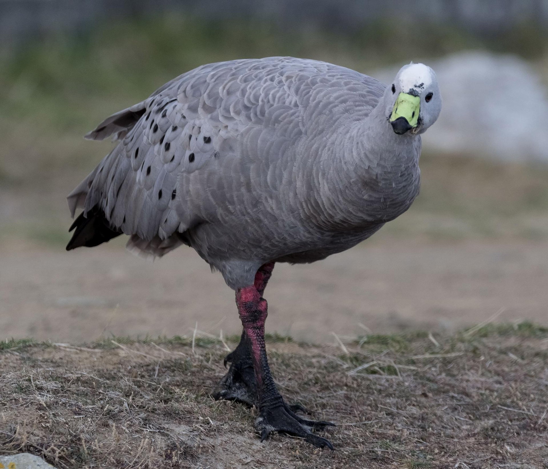 Cape Barren Goose