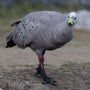 Cape Barren Goose