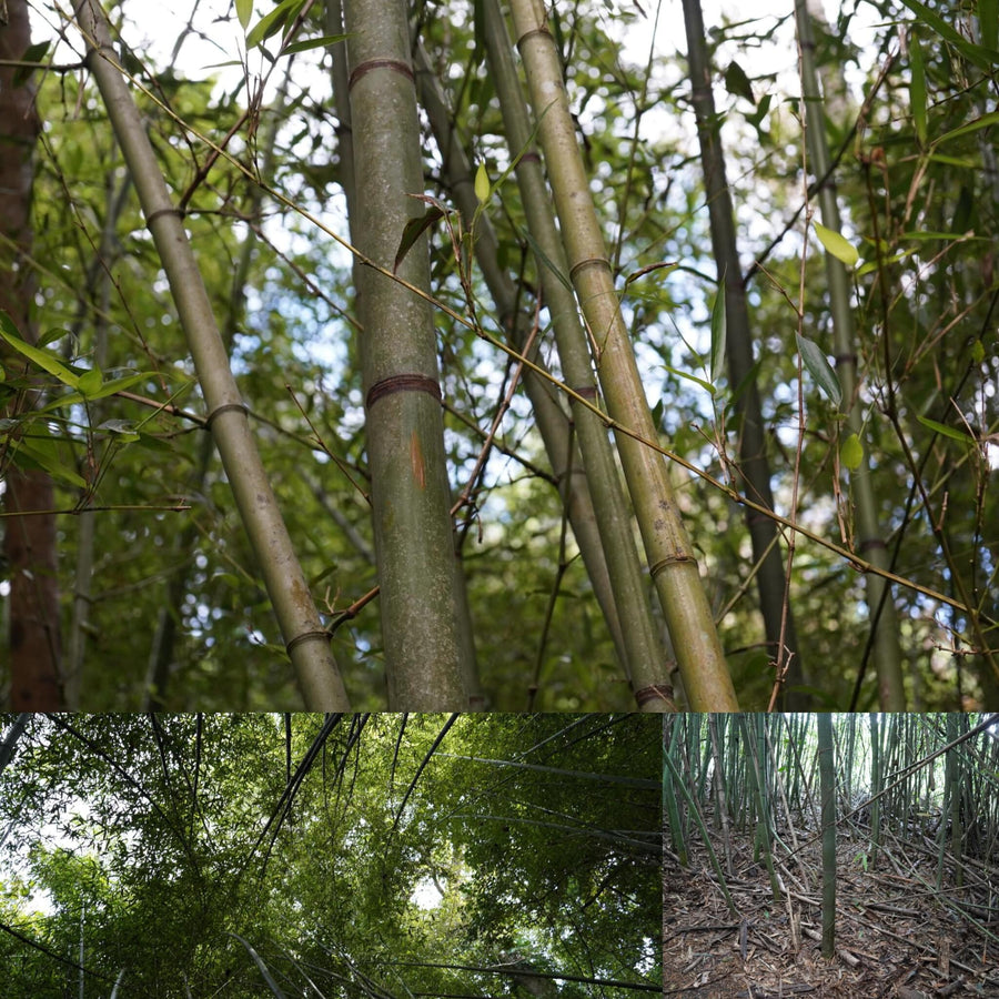 Bamboo Forest
