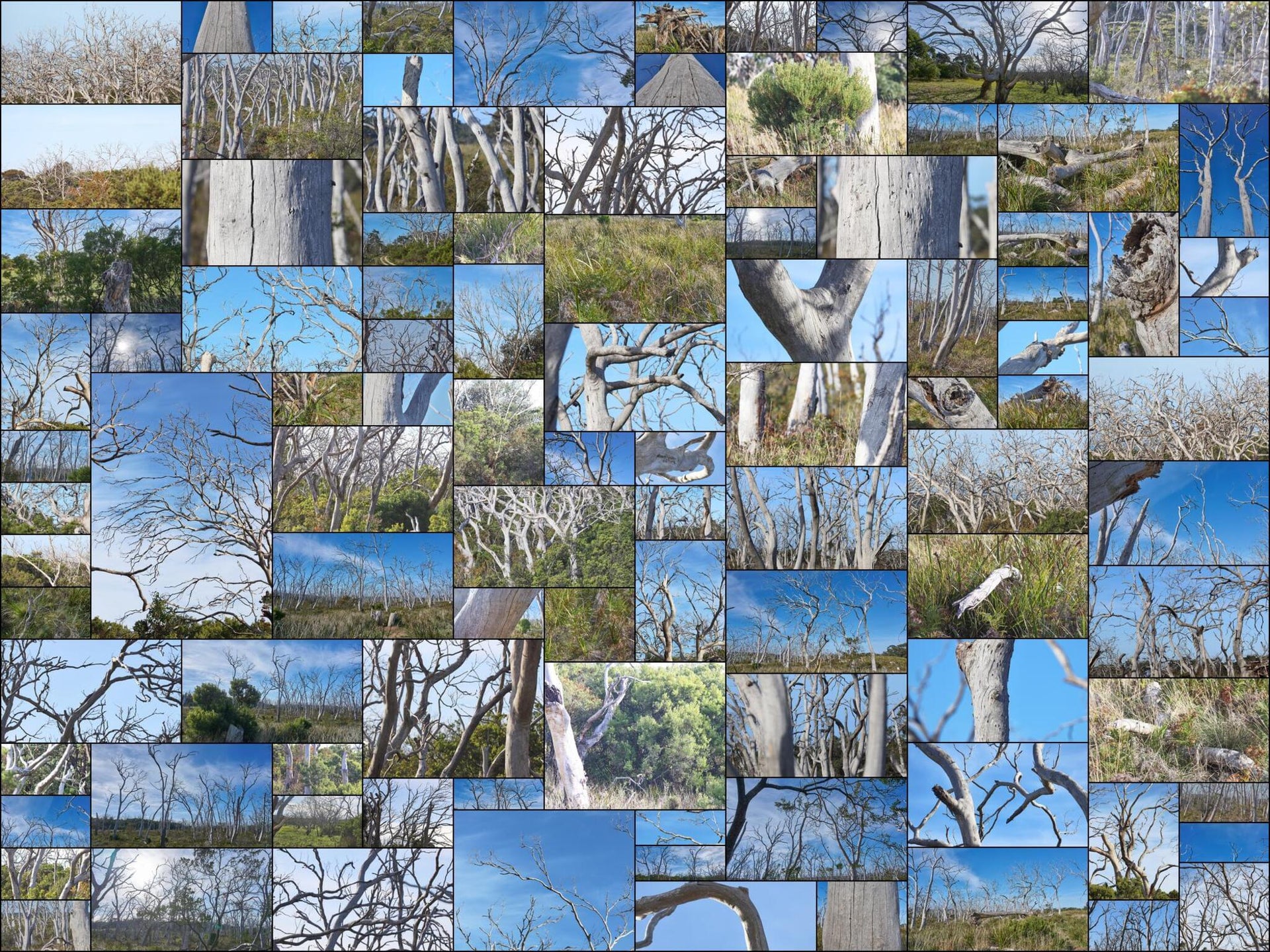 202 photos of Naked Forest – Fotoref wallpaper 3