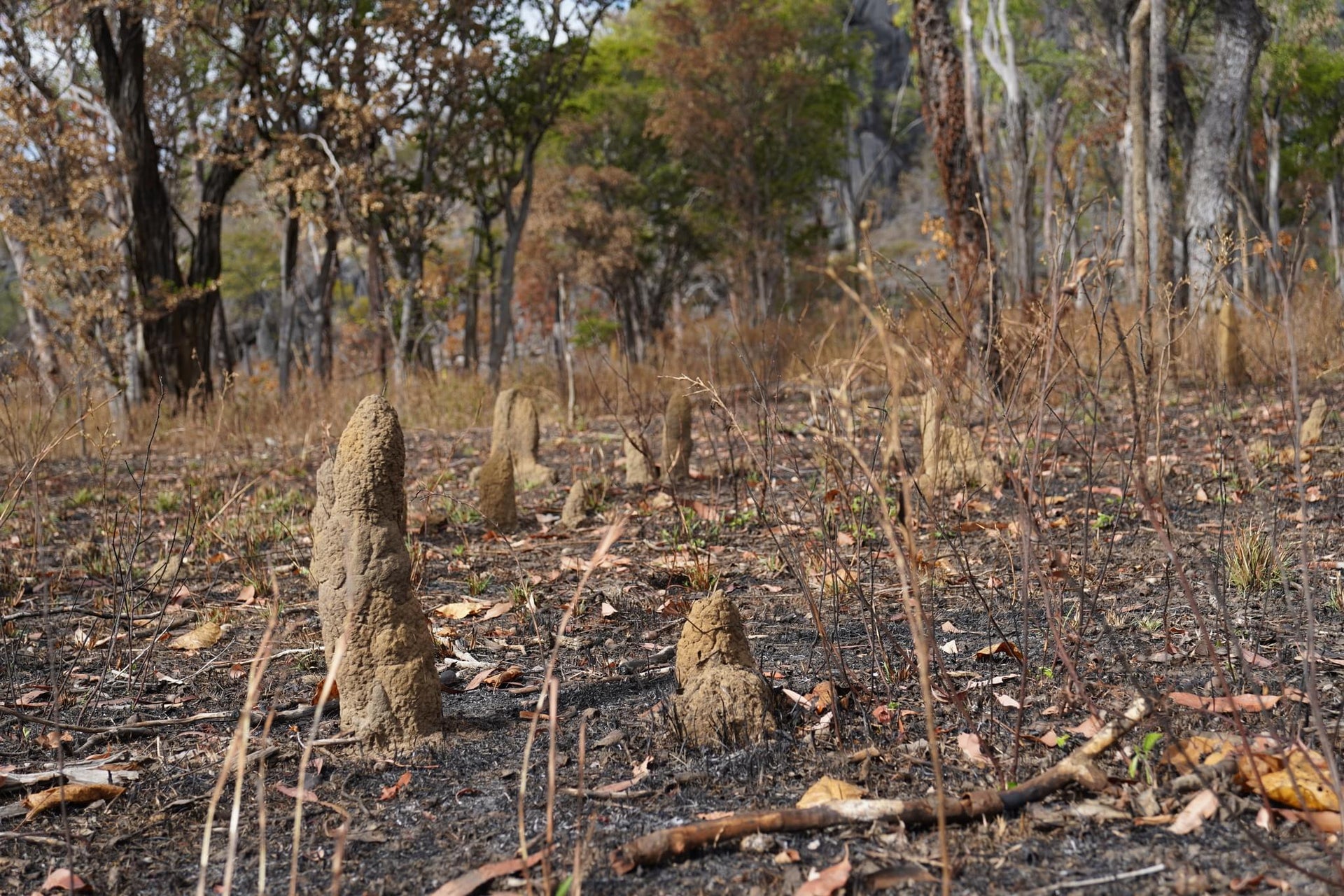 Burned Termite Bush Forest