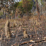 Burned Termite Bush Forest