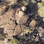 Pink Granite Rocks in Bush Savannah