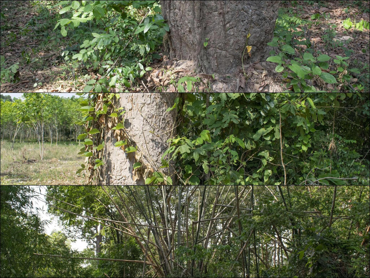 219 photos of Southeast Asia Forest – Fotoref