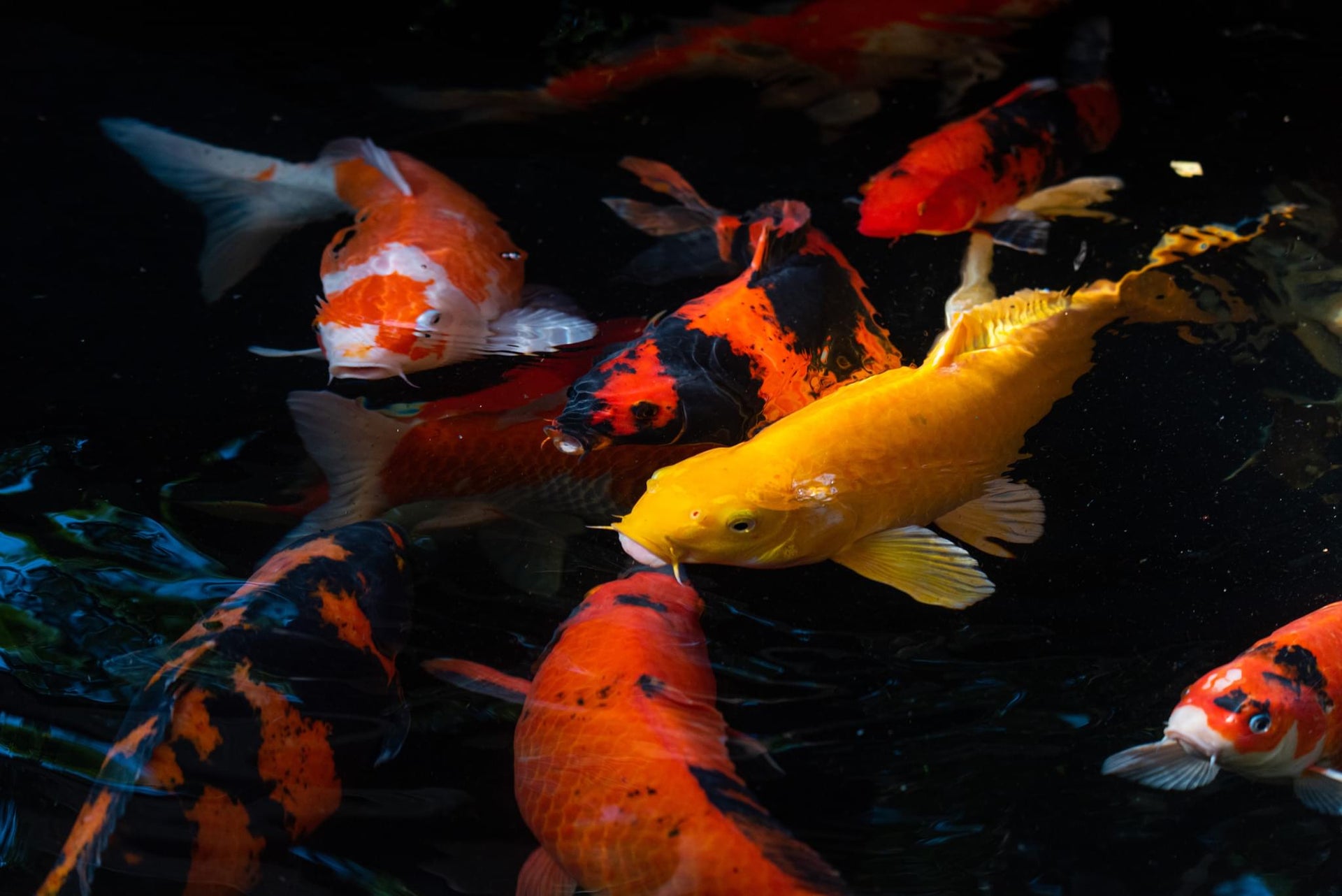Koi Fish
