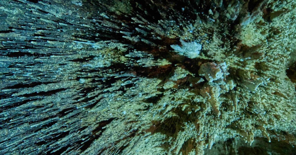 231 photos of Hot Humid Cave Environment – Fotoref