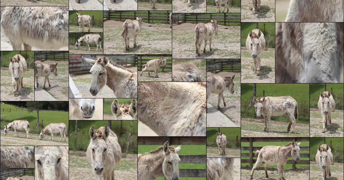 43 photos of Donkey – Fotoref