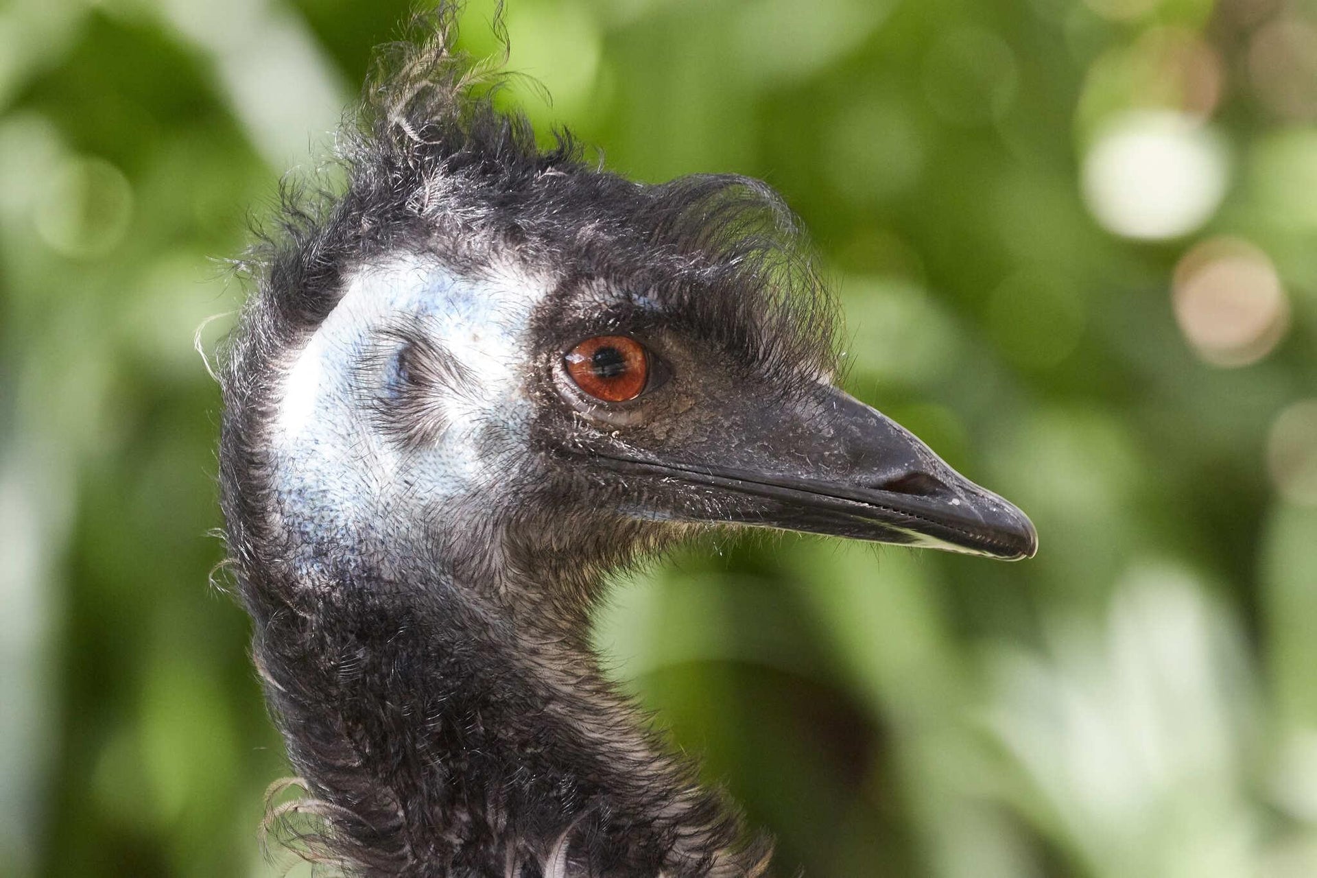 Emu