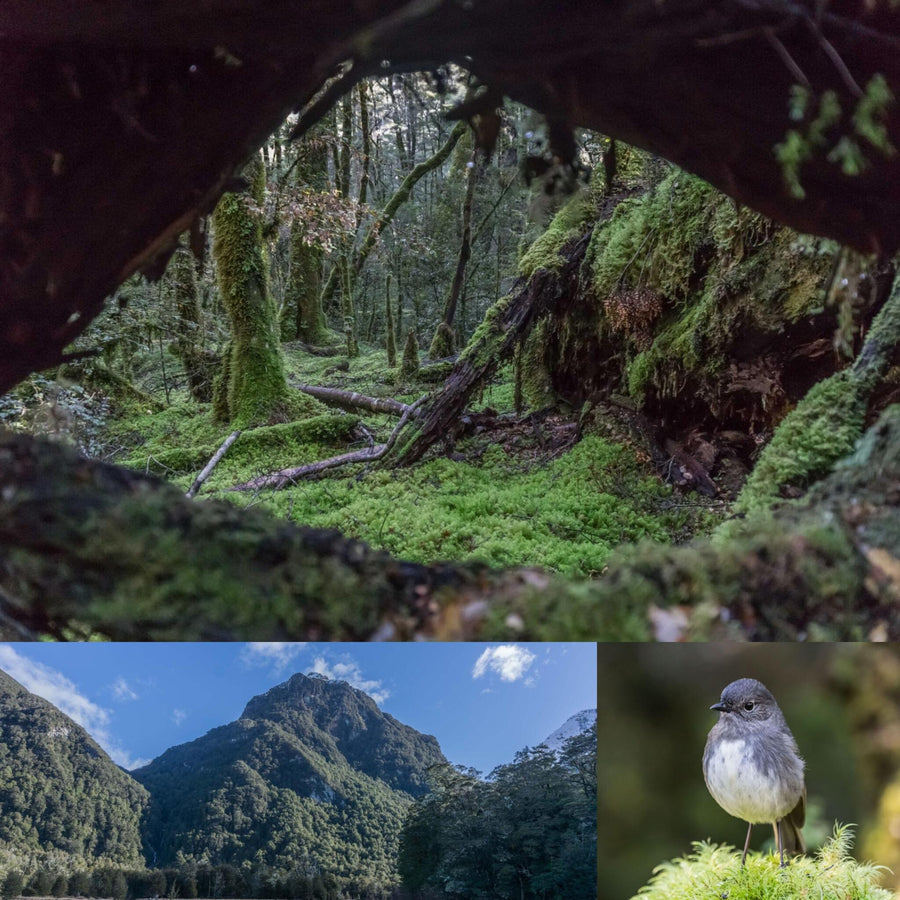 Mossy Forest